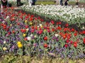 0929-1554 Floriade (1040958)